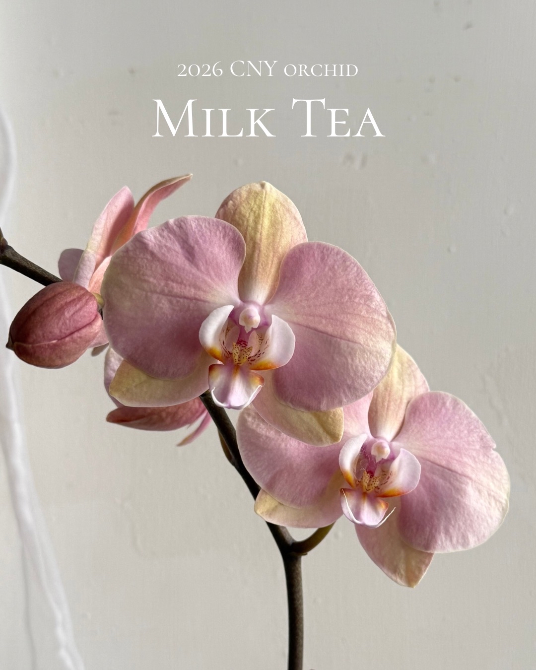 2026年 新年蘭花訂製💕 ‼️預訂發貨日期為1月28號至2月10號