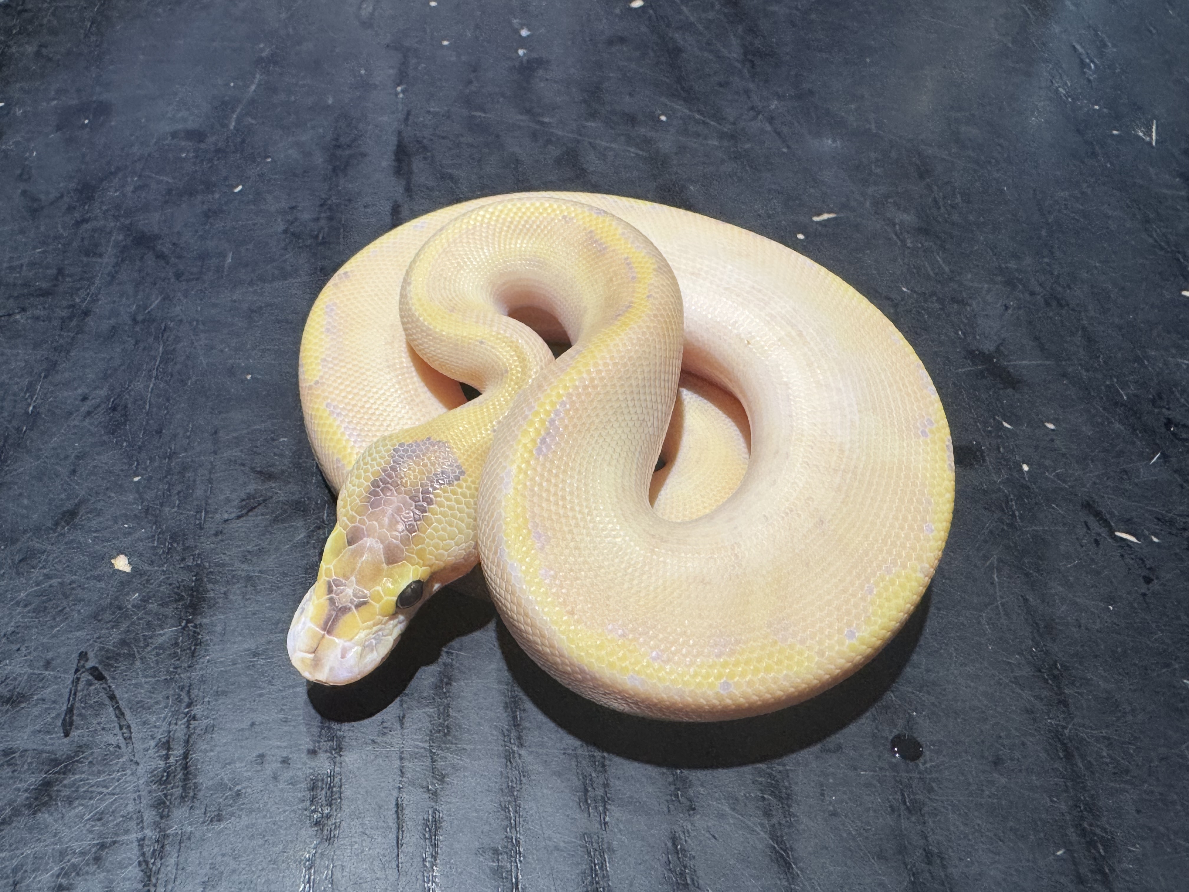 26 Enchi Ivory 1.0