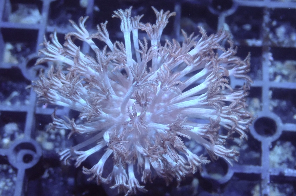 Hand 3 千手（不閃） （開大約2.5吋）