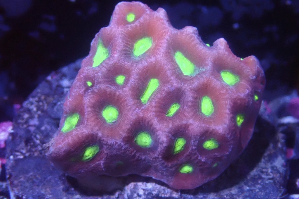 N8 （開大約2吋）