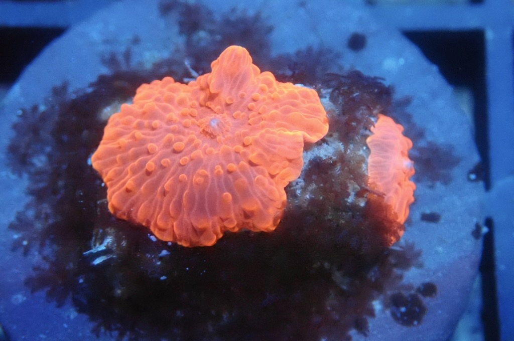 M14 菇  （frag座3.5cm）