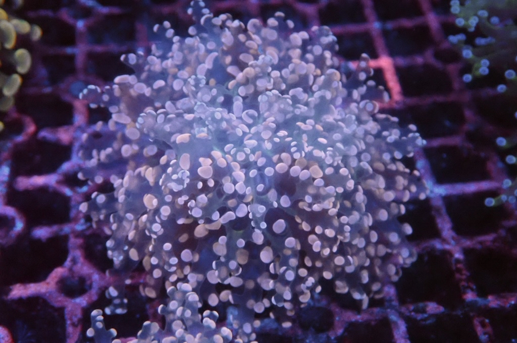 F6 啫喱（大約3吋）