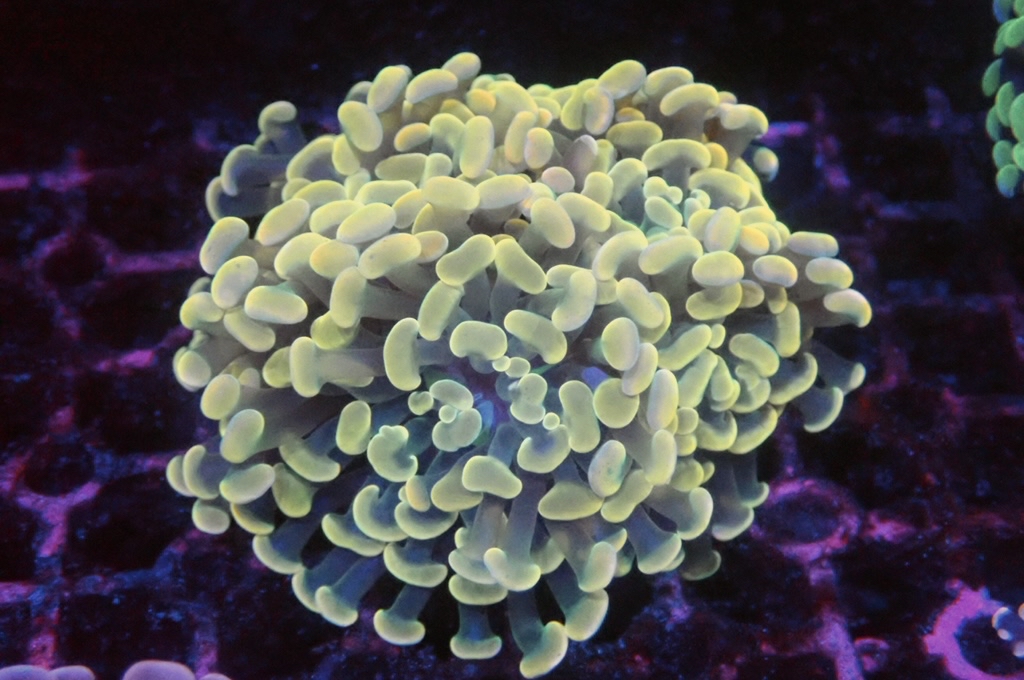 BH5 豬腰（開大約3.吋）