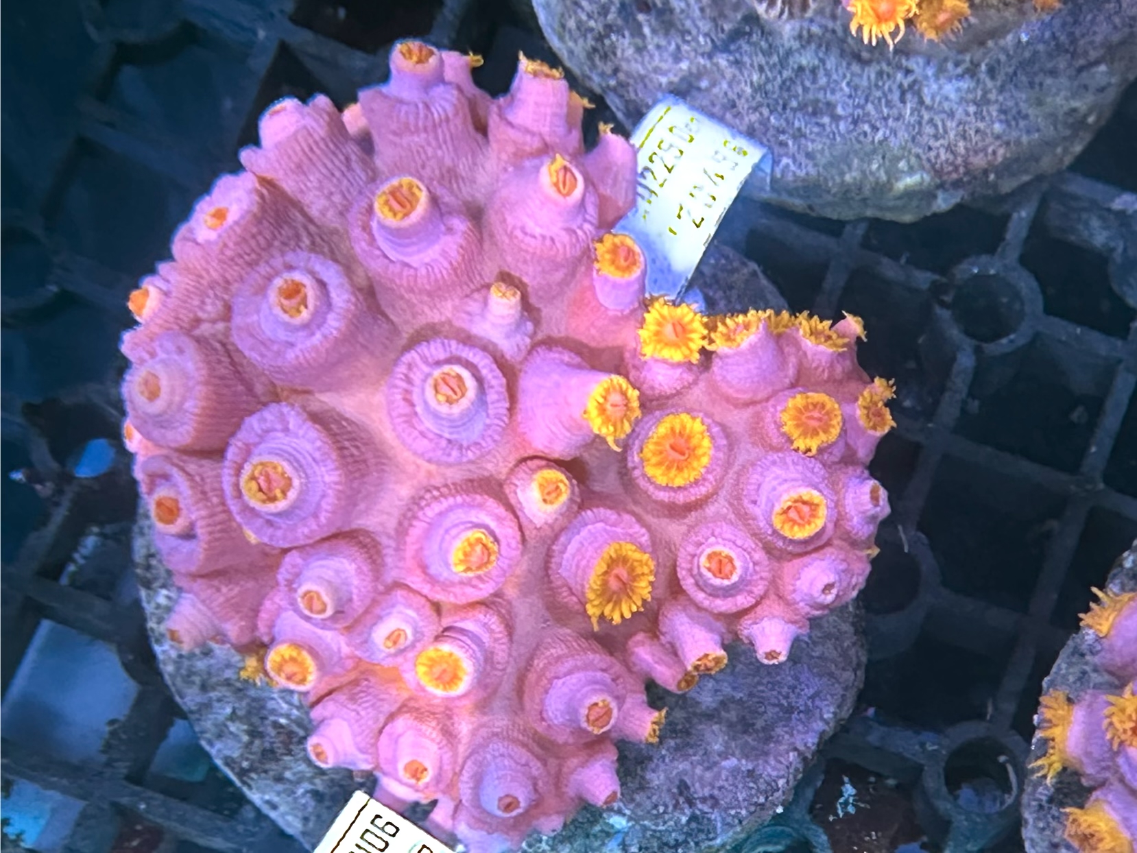 Sun 2 太陽花（開大約3.5吋）