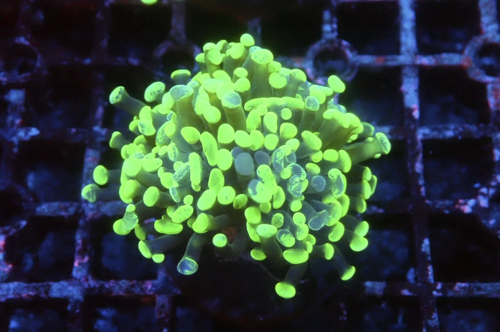 H26 Toxic 豬腰（開大約2.5吋）