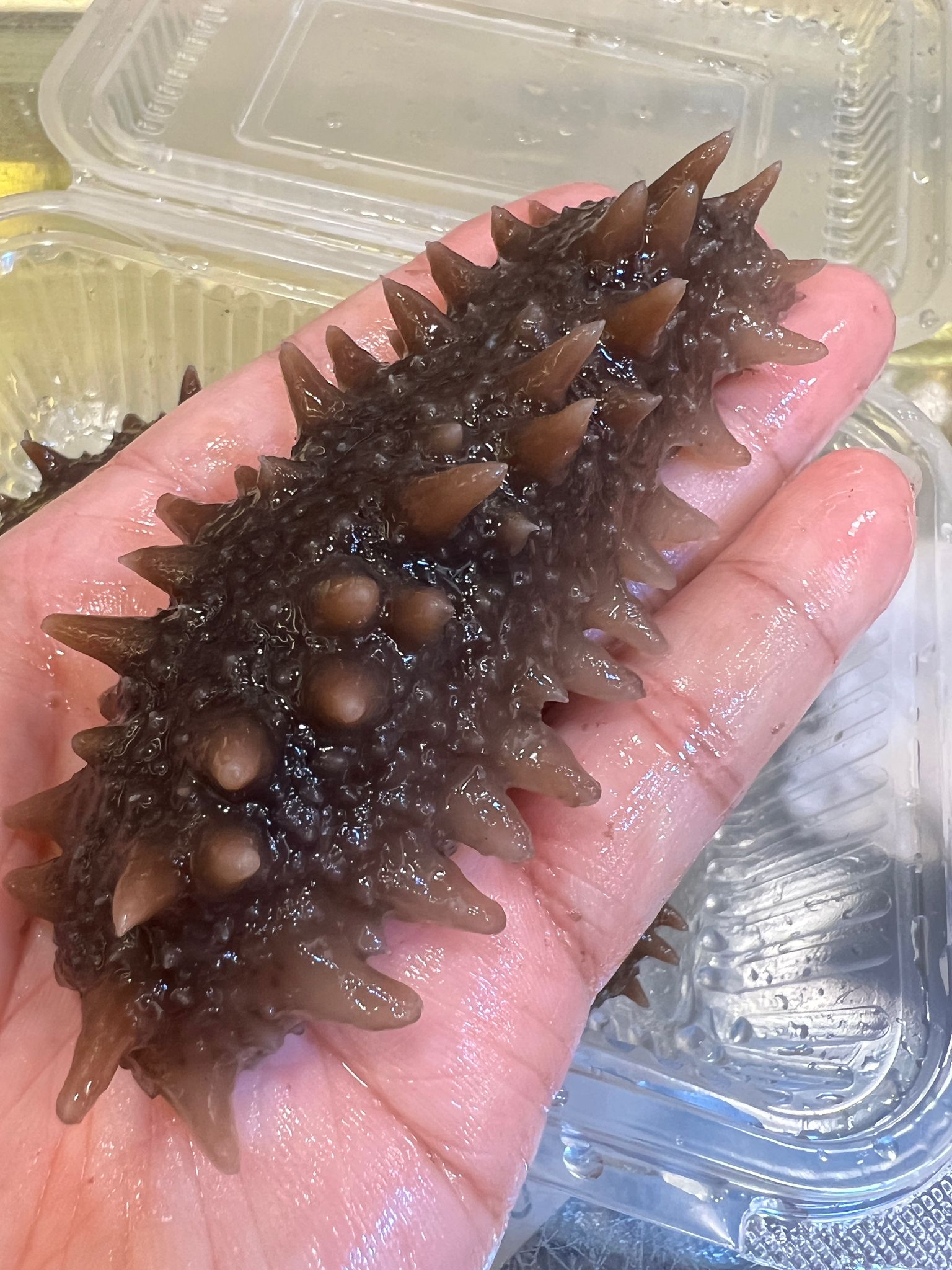 日本野生北海道刺參（枝幸產約130支）