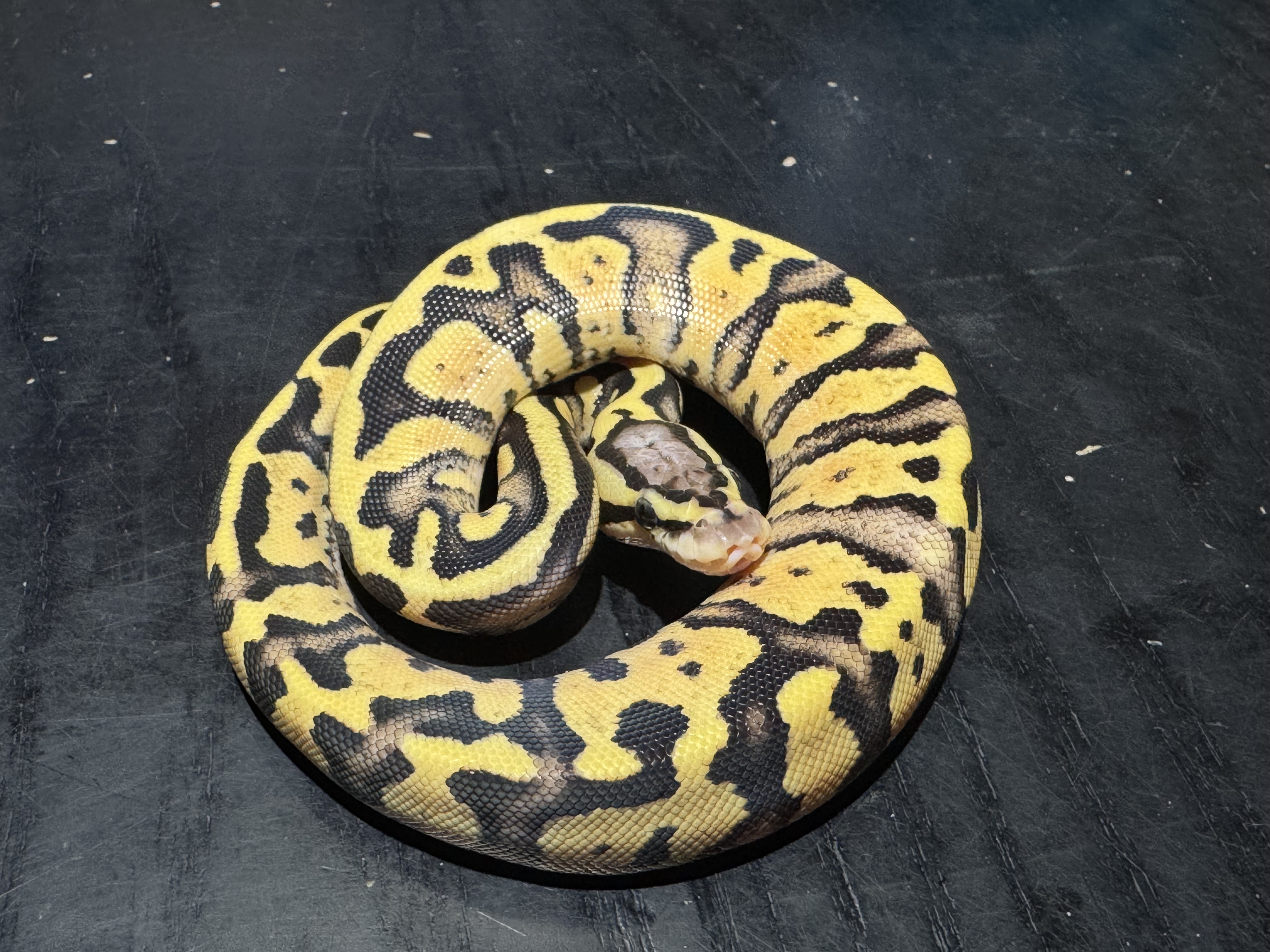 26 Firefly het Pied poss OD YB Special 0.1