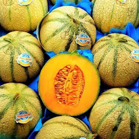 🍈法國名牌品種【 Philibon赤肉蜜瓜🍈 】