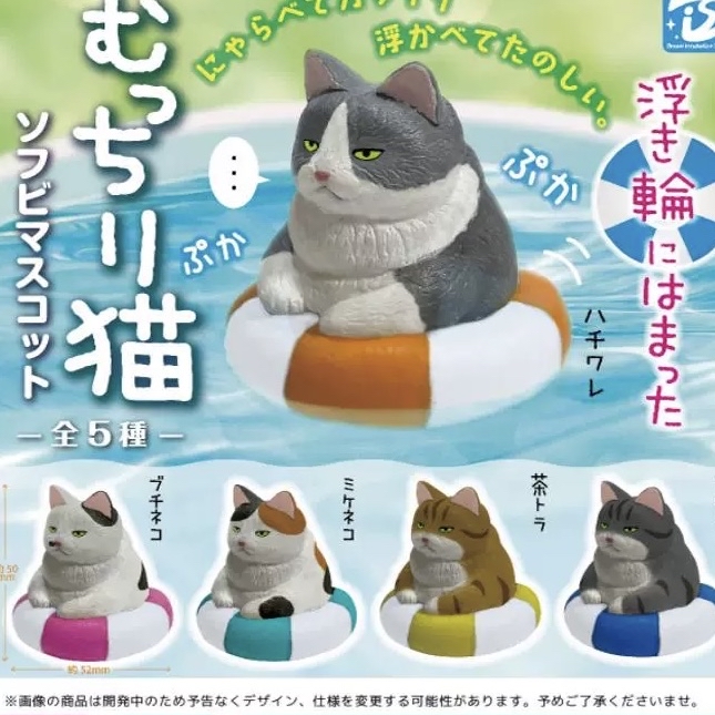 游泳圈豐滿的貓咪