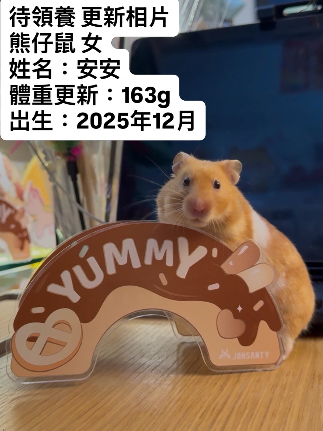 熊仔鼠/倉鼠領養🐹只限門市