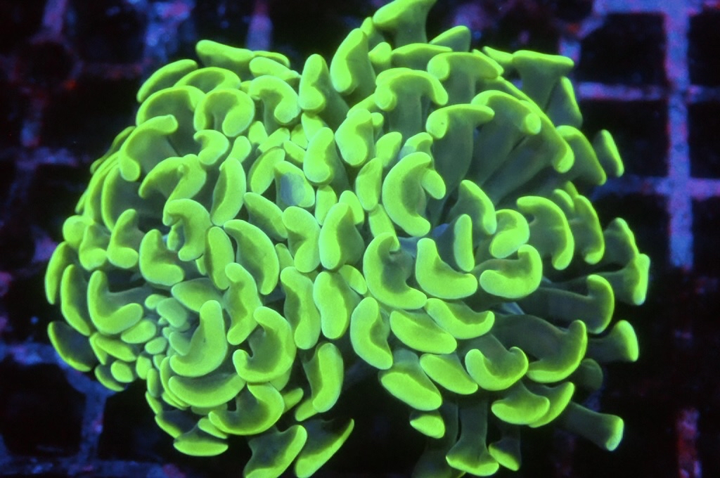 H28 螢光綠豬腰（開大約2.5吋）