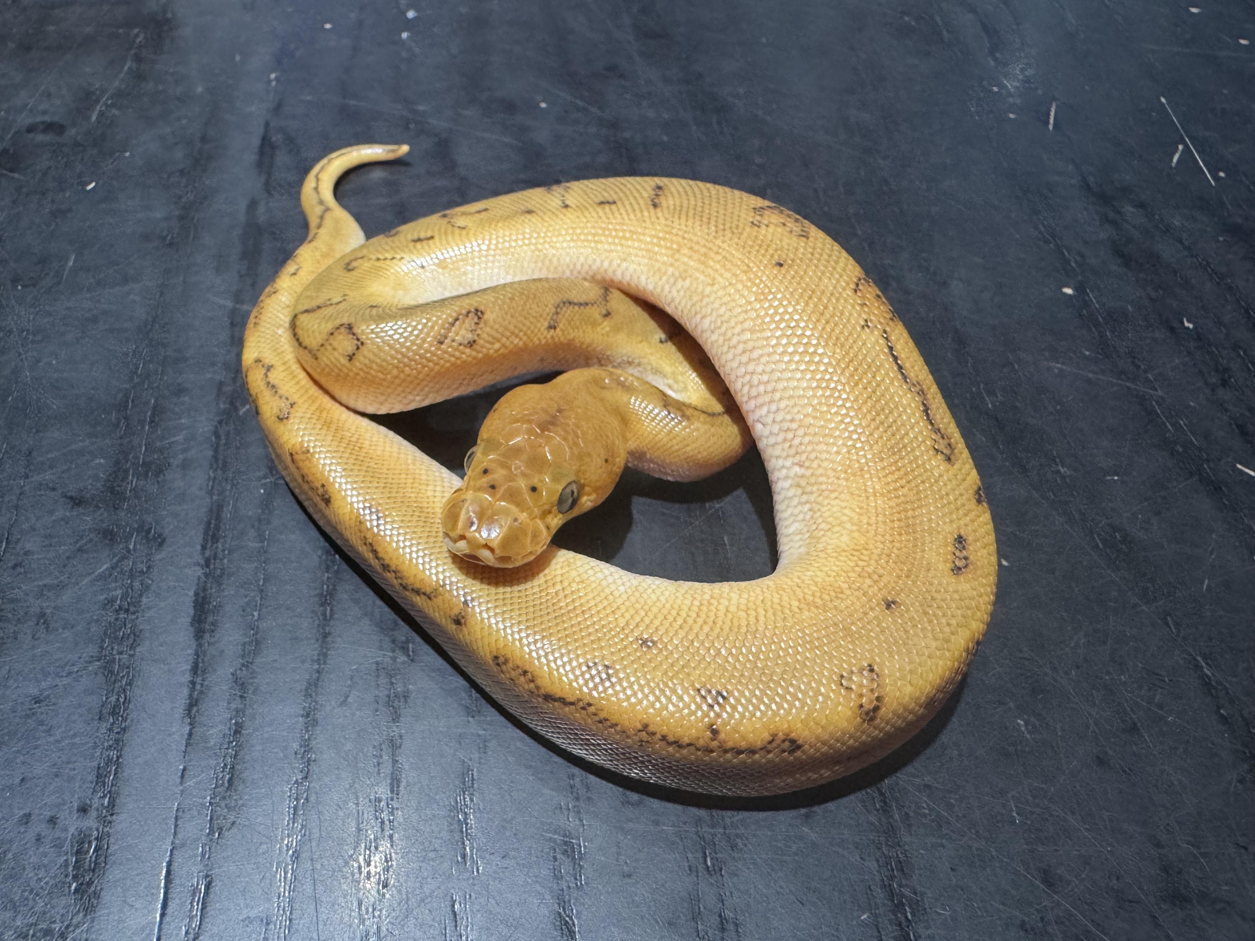 26 Orange Dream Enchi Pinstripe Clown 0.1