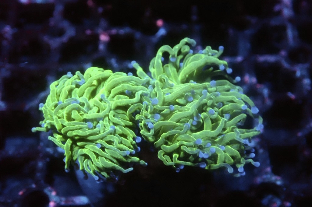 T14 藍點綠火柴（開大約3.5吋）