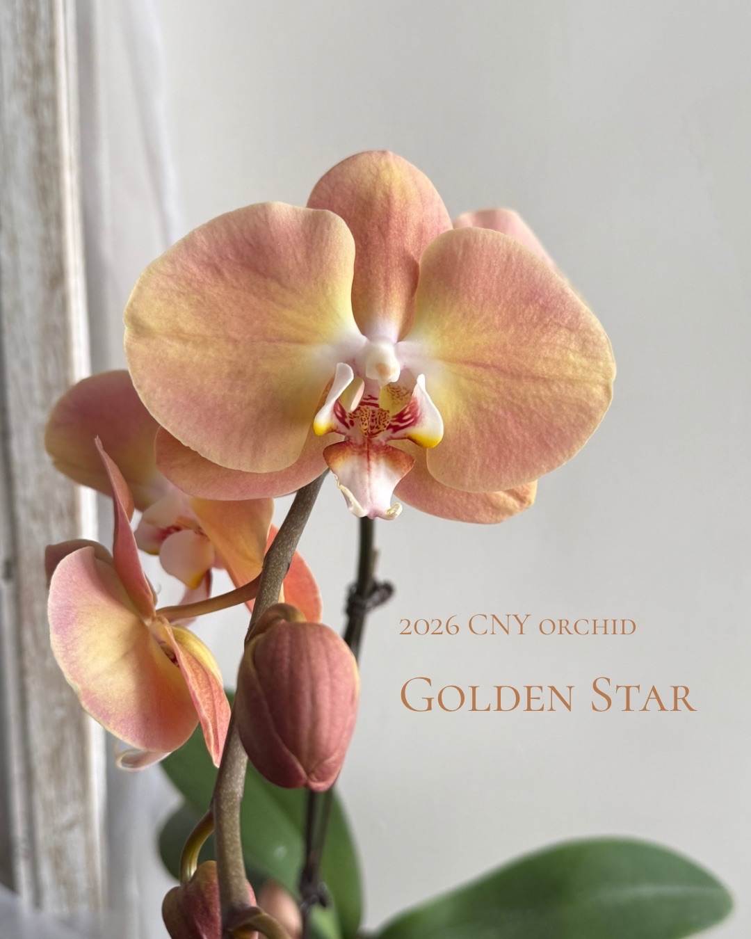 2026年 新年蘭花訂製💕 ‼️預訂發貨日期為1月28號至2月10號