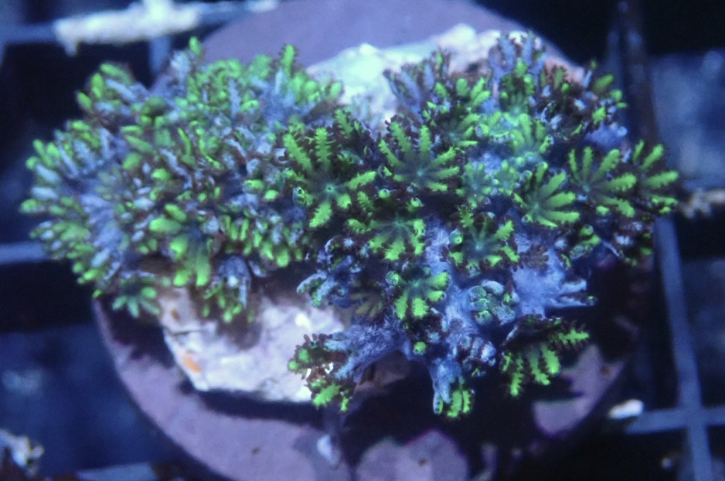 GB3 細種星花 （frag座3.5cm）