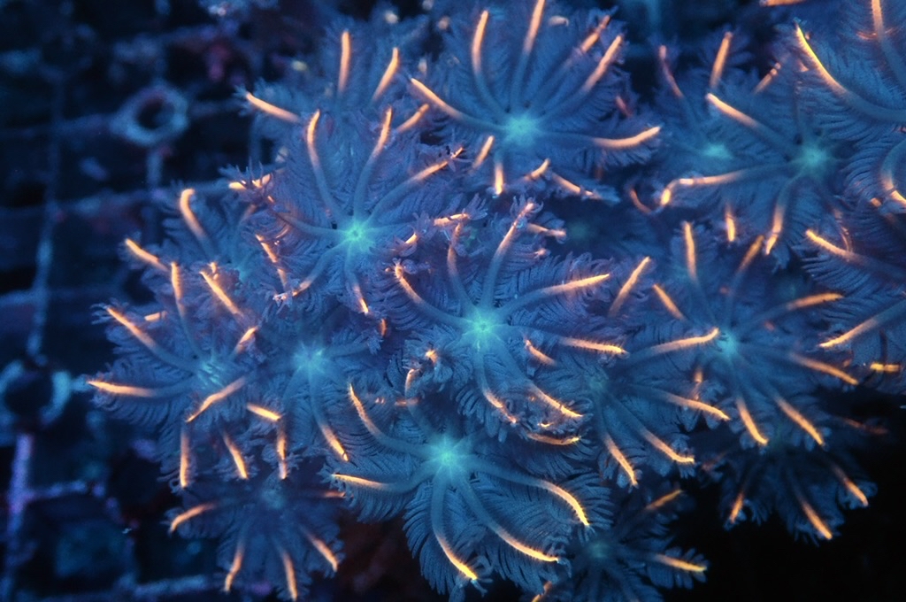 SF4  大手星花（開大約1.5吋）