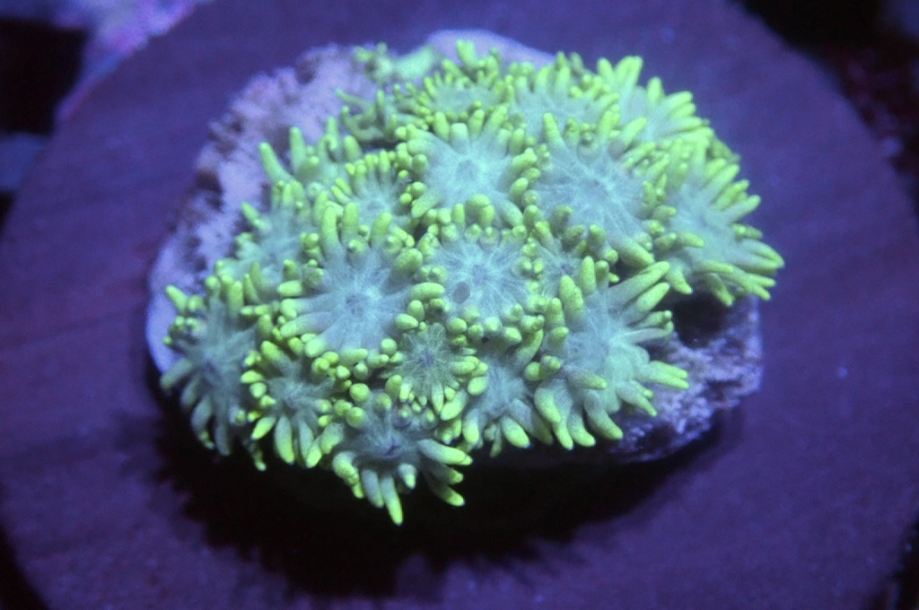 MG4 寶石花仔 （FRAG座3.5CM）