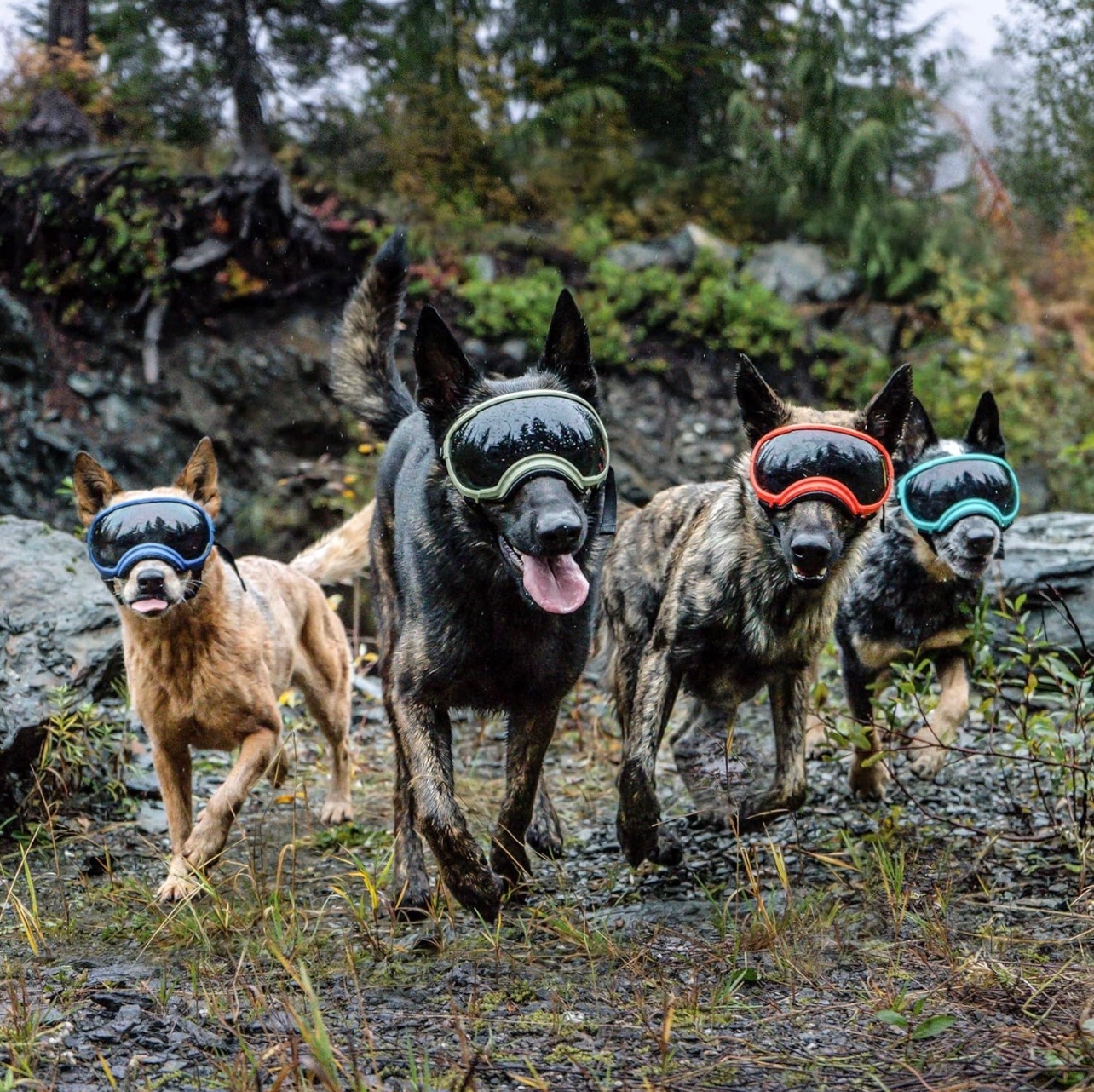 美國 REX SPECS V2 犬用護目鏡