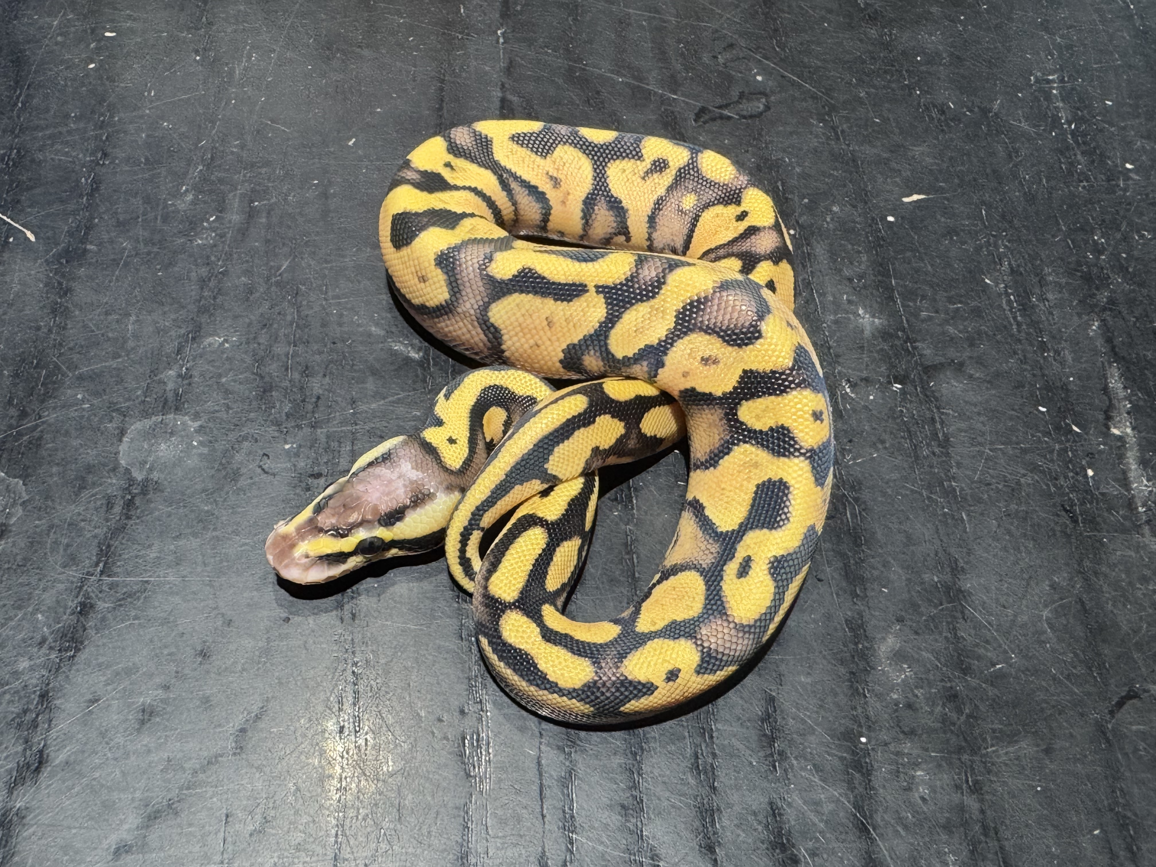 26 Pastel Yellow Belly or Asphalt 1.0