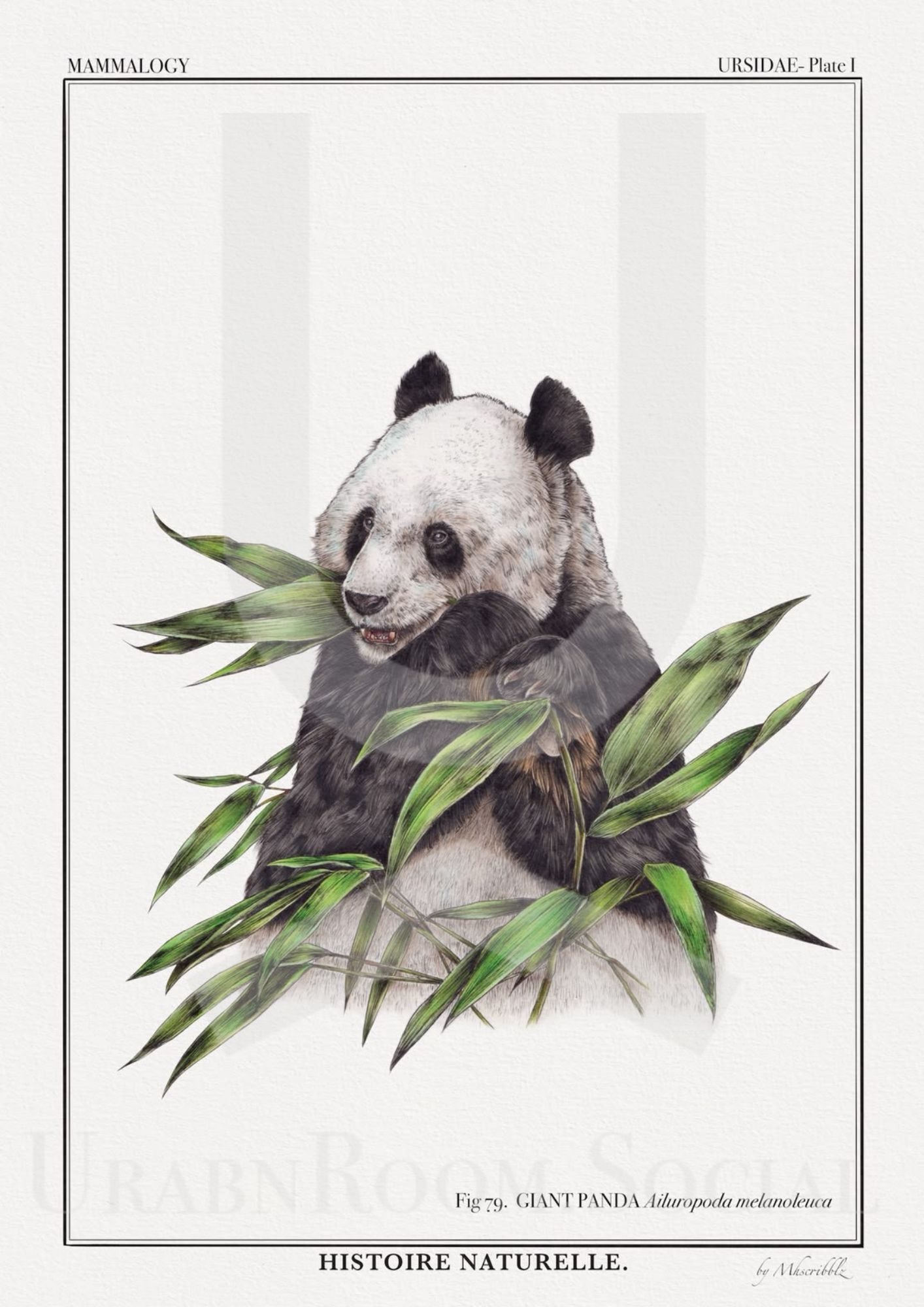 Mhscribblz - A4 ART PRINT Giant Panda