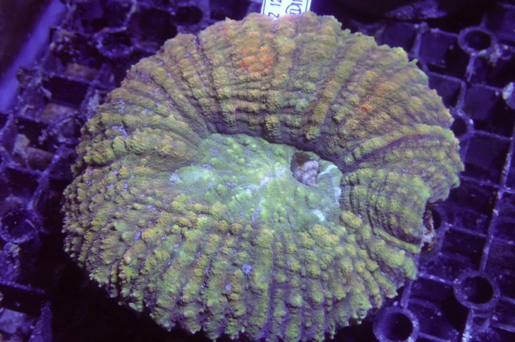 B3 腦（開大約4吋）