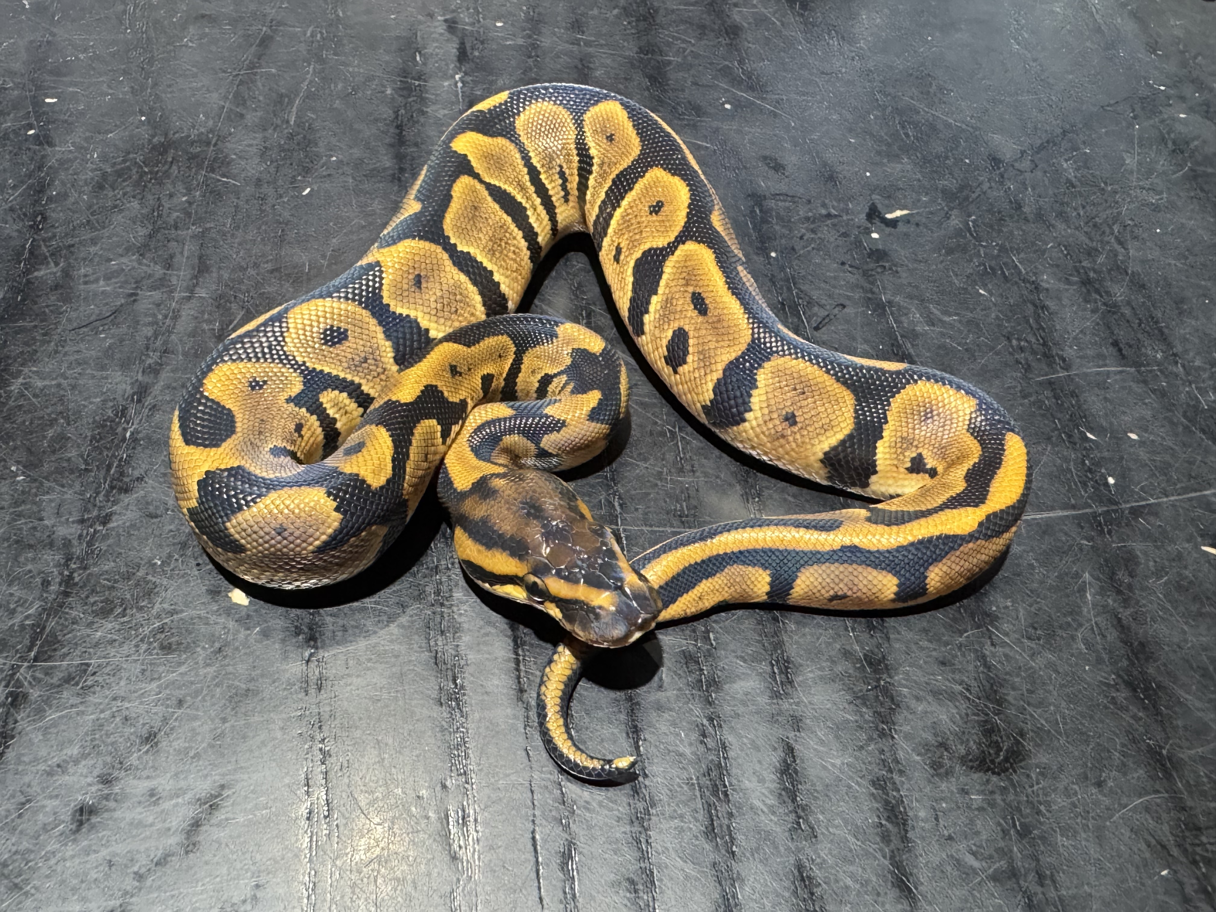 26 Leopard het Clown 0.1
