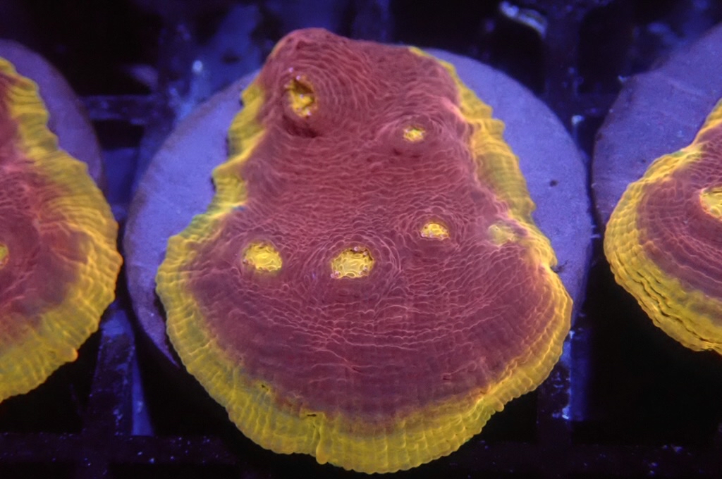 CH2 調色盤（frag座3.5cm)