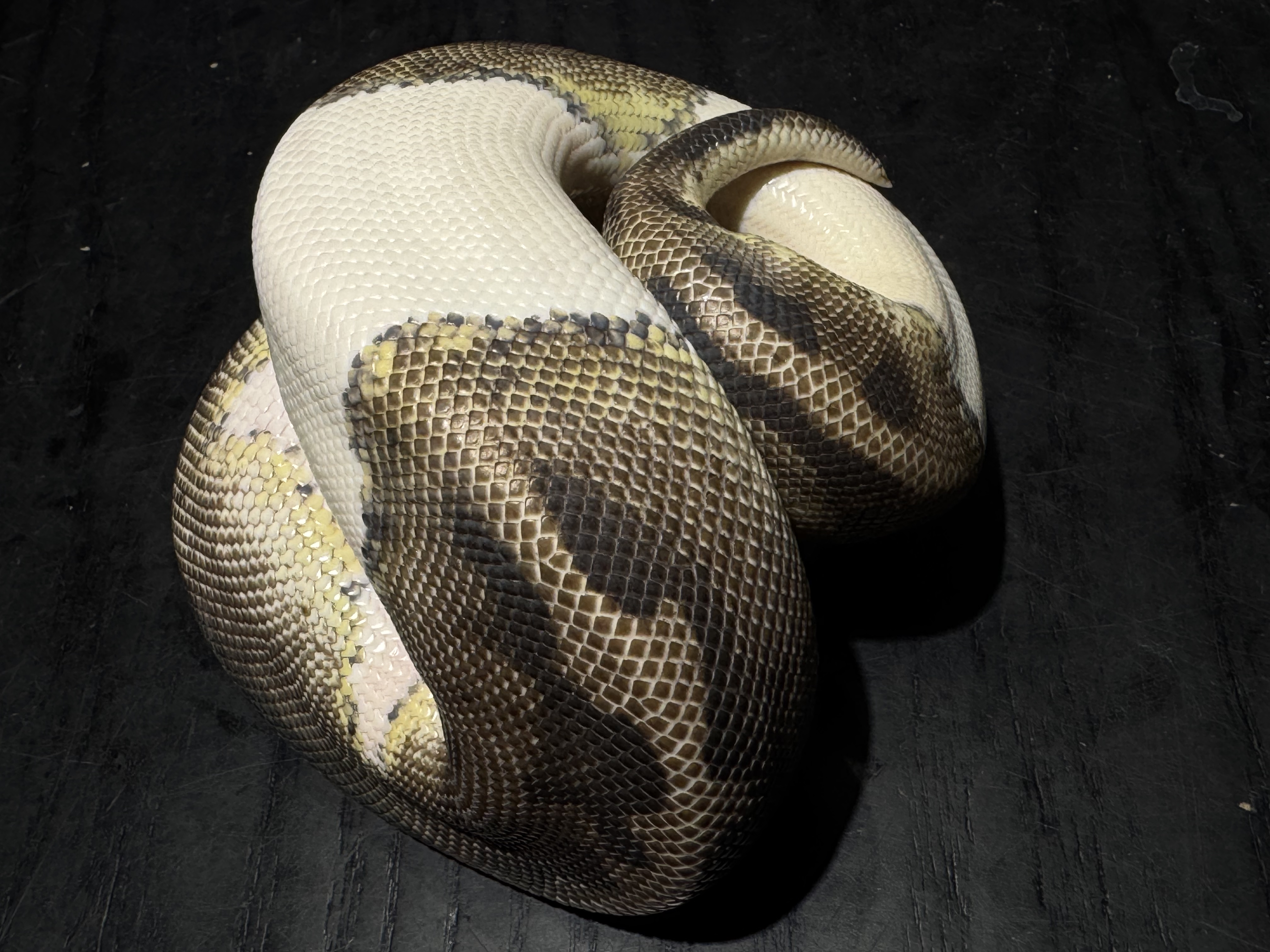 24 Axanthic Pied 0.1 （emoji）😞