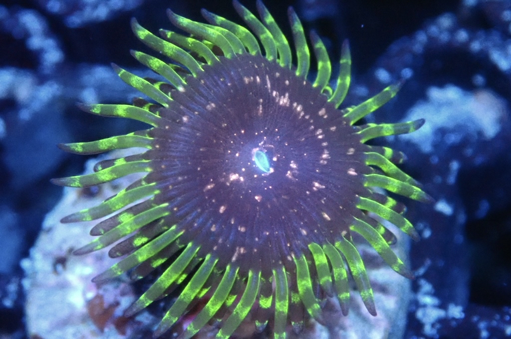 Z3 鈕扣（FRAG座2CM）