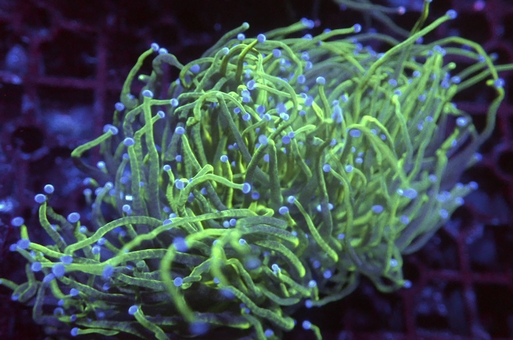 T11 藍點綠火柴（開大約2.5吋）