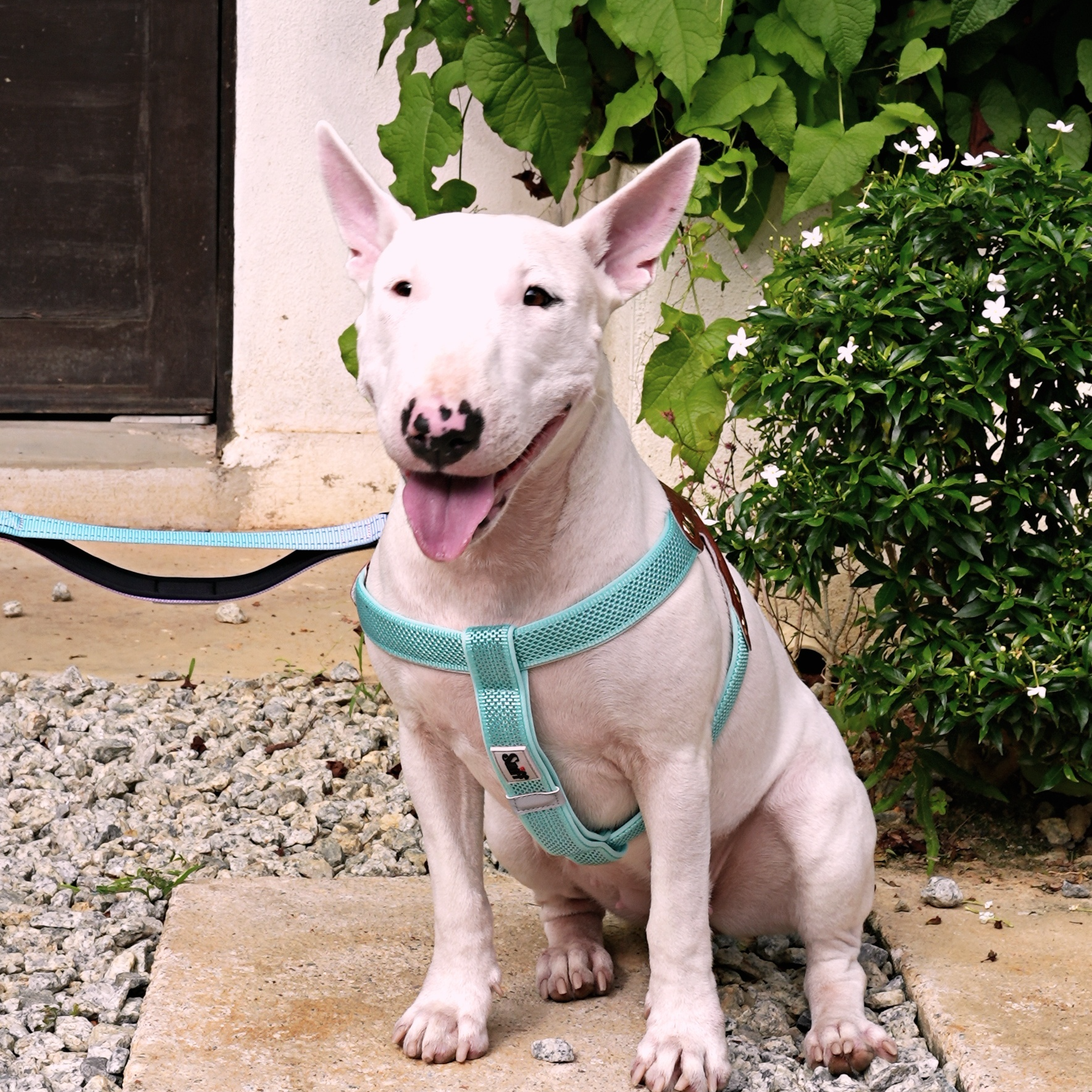 Step-In Harness - Baby’s Breathe - Mist Pine