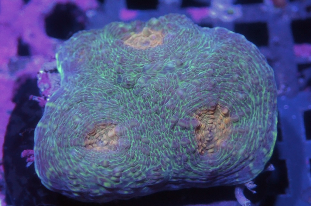 N14 (開大約1.5吋）