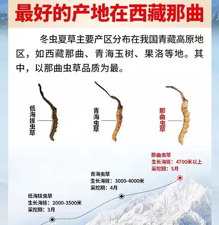 激底一團西藏野生那曲冬蟲草