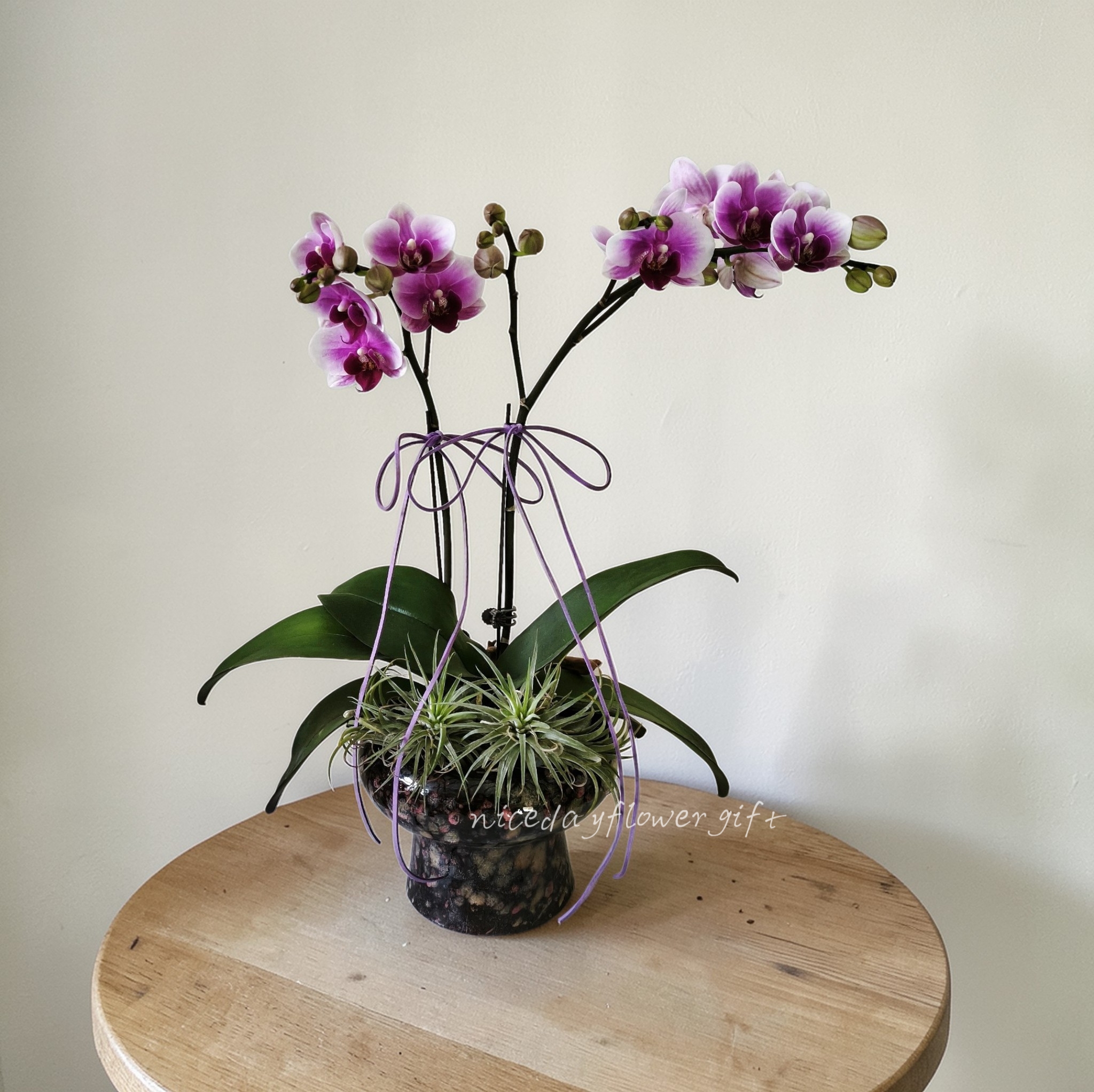 BO14 蝴蝶蘭枱花