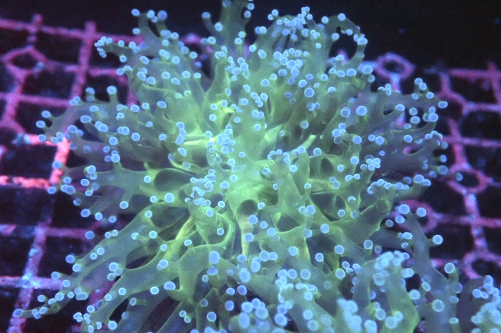 F12 啫喱（大約3吋）