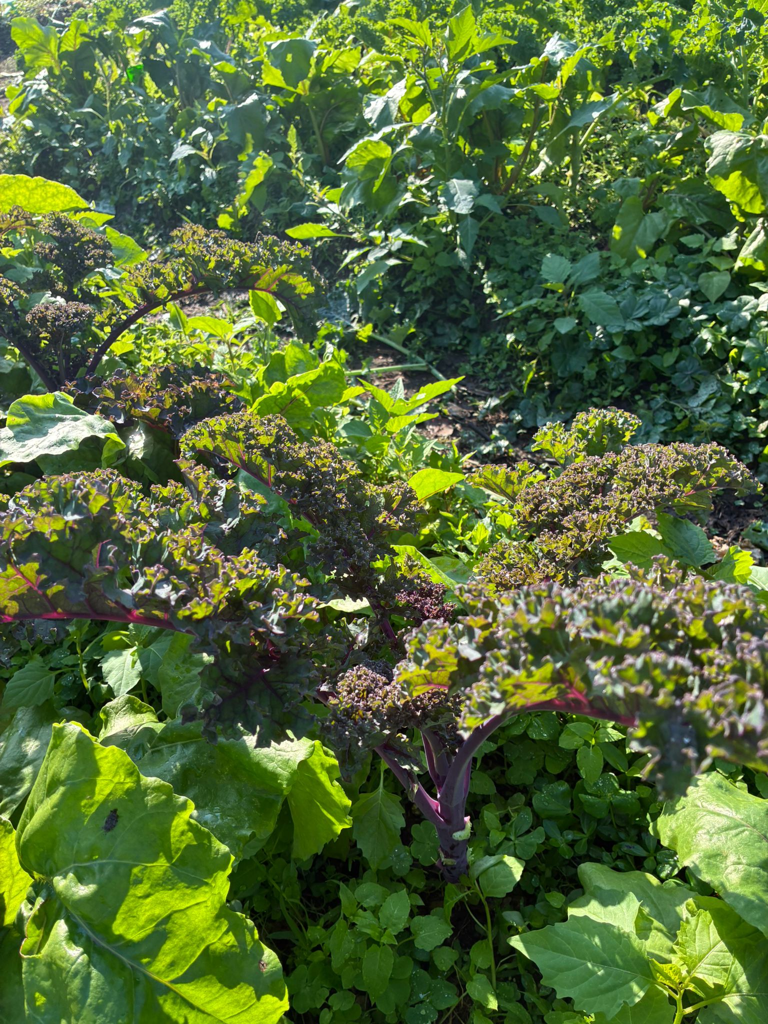 羽衣甘藍(綠/紅) 150g