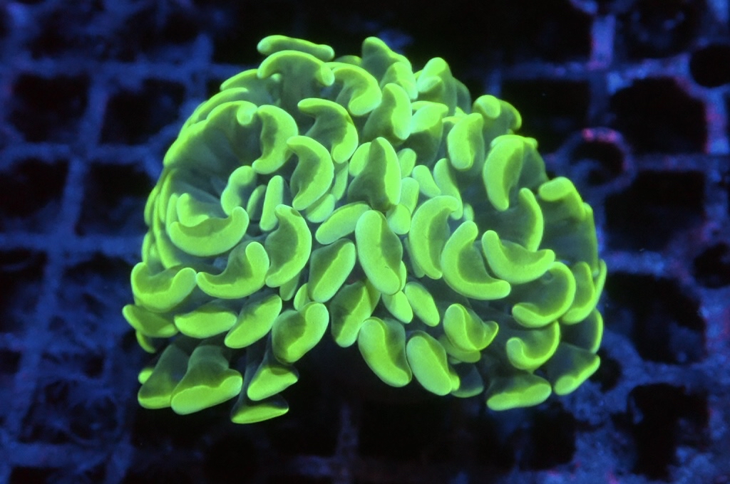 H2 螢光綠豬腰（開大約2.5吋）