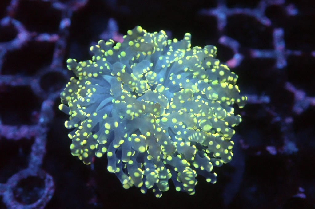 F15 啫喱（大約2吋）