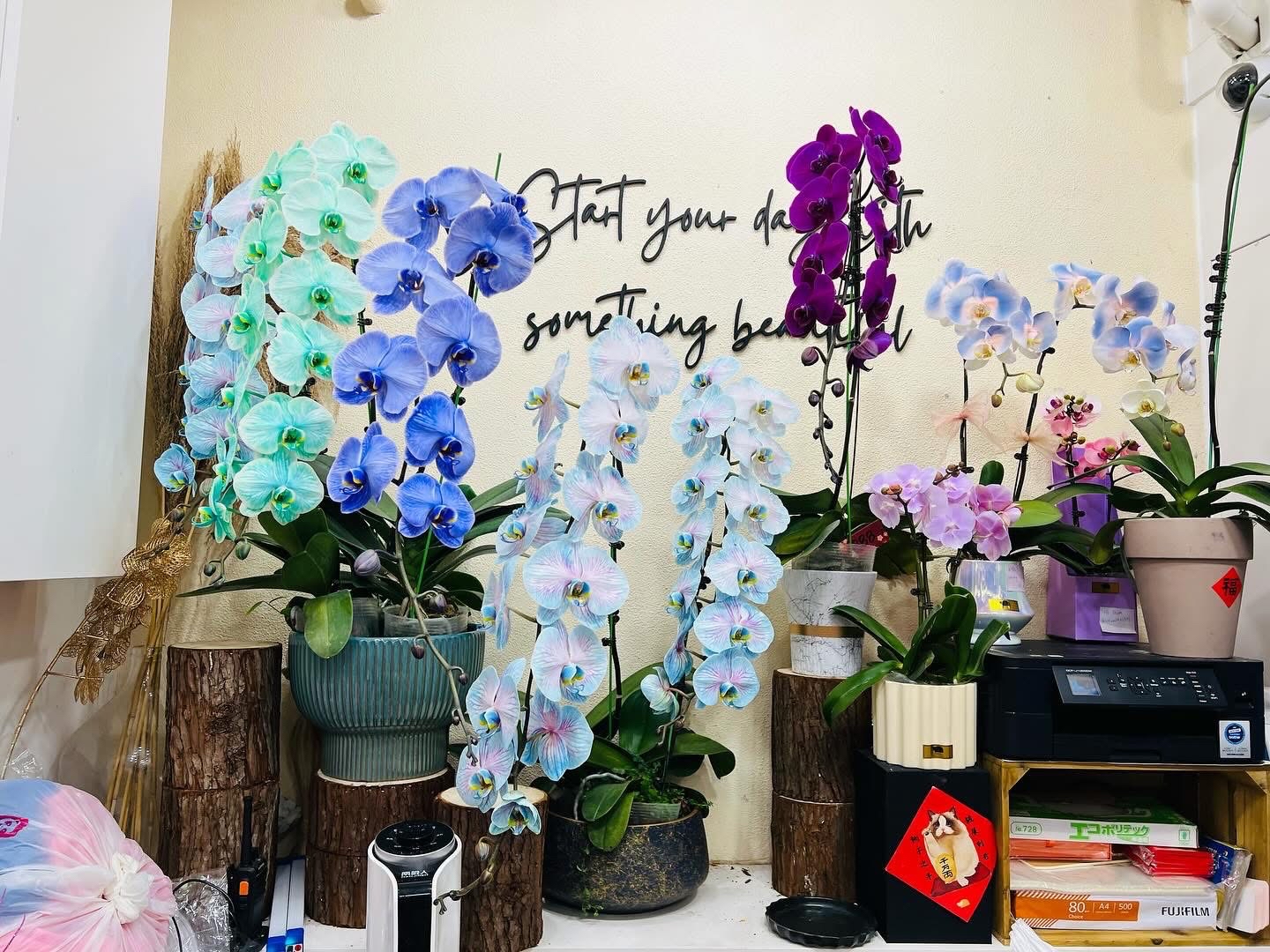 馬卡龍顏色龍蘭：夢幻色系點綴你的生活 🌈