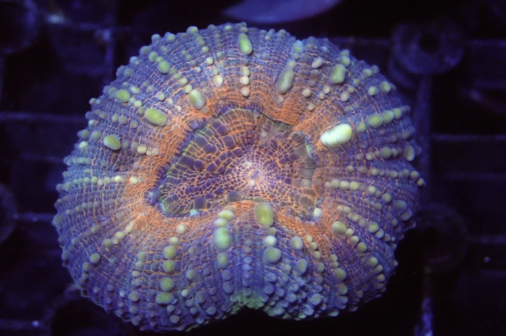 E6 分支骨針腦 （開大約2.吋）