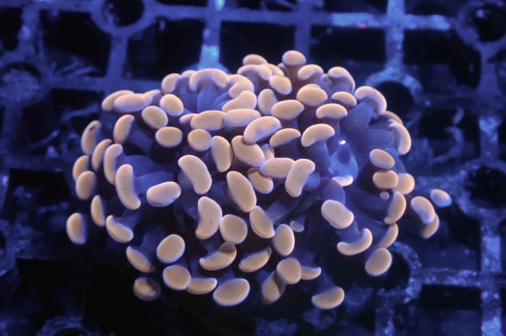 H3 豬腰  （開大約2.5吋）