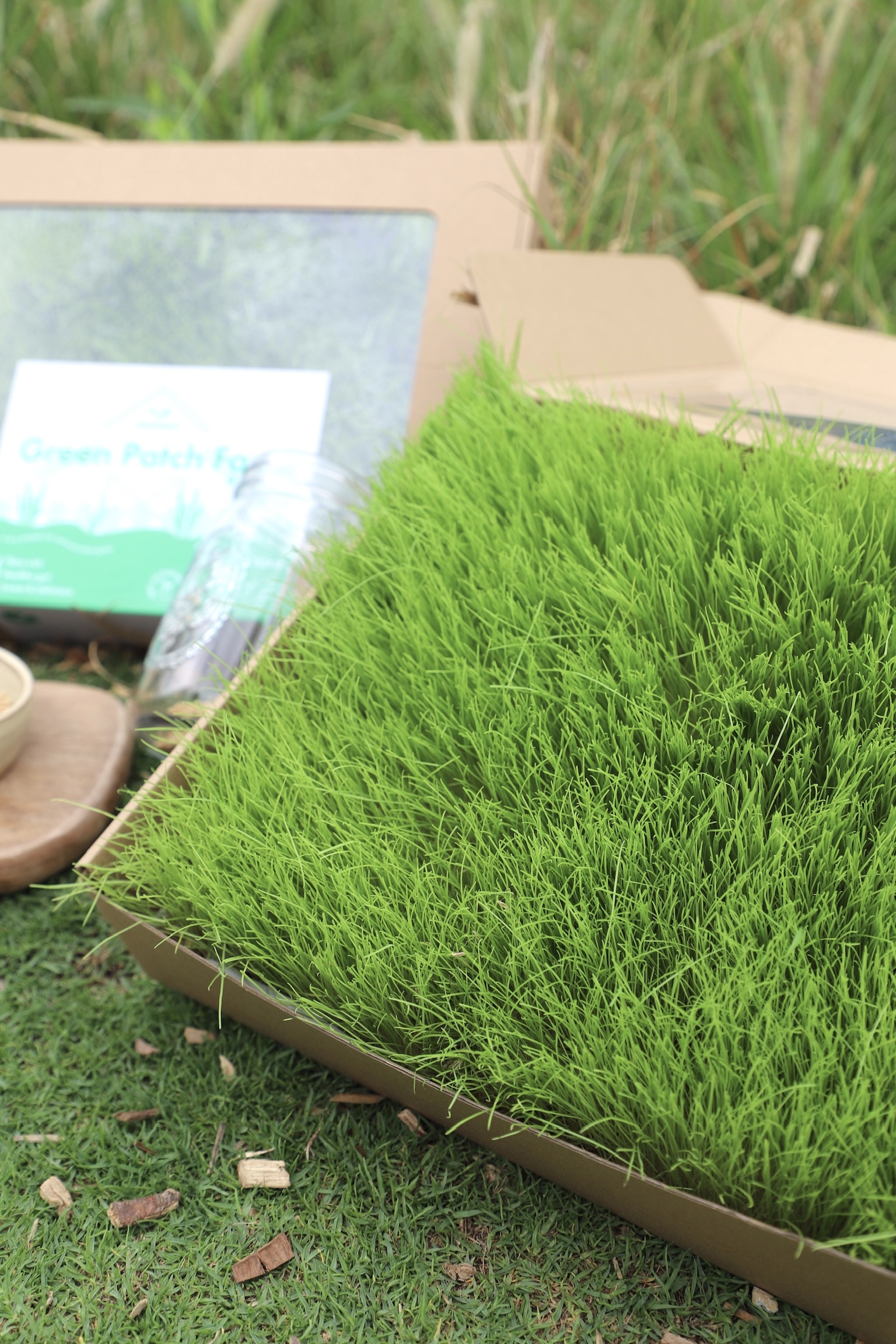 香港 Green Patch Farm Fresh Meadow 小寵物黑麥草X燕麥草 真·草皮