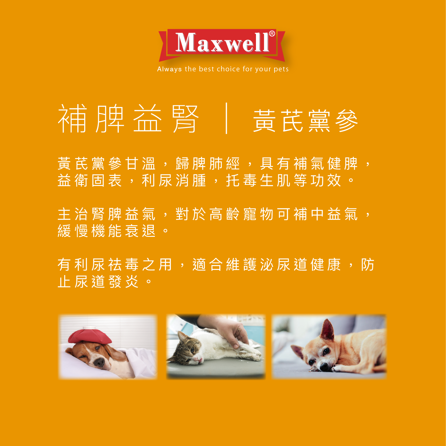 Maxwell|純鱷魚黃芪黨參粉50g (MXA-4729)