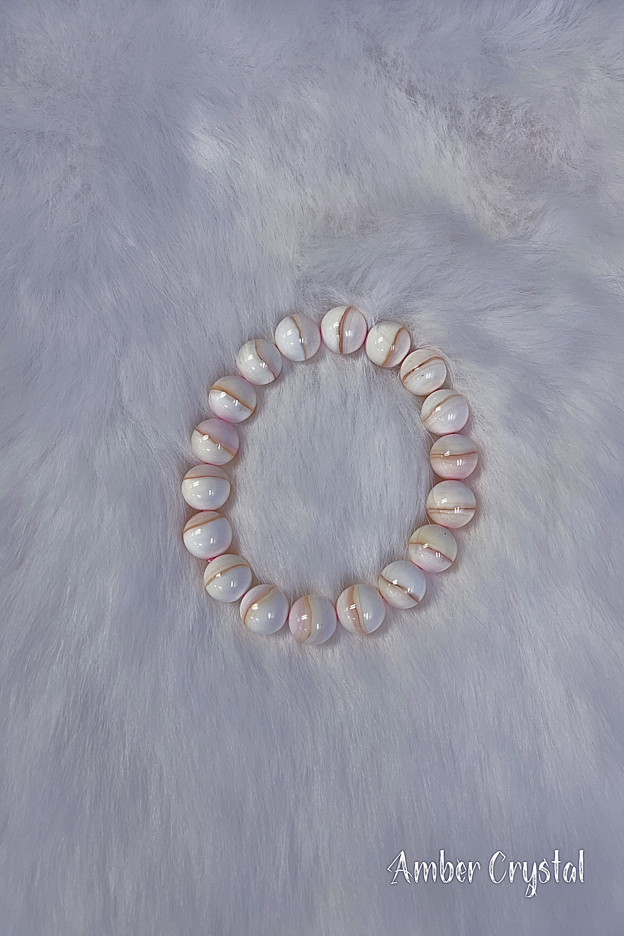 女王貝queen conch 