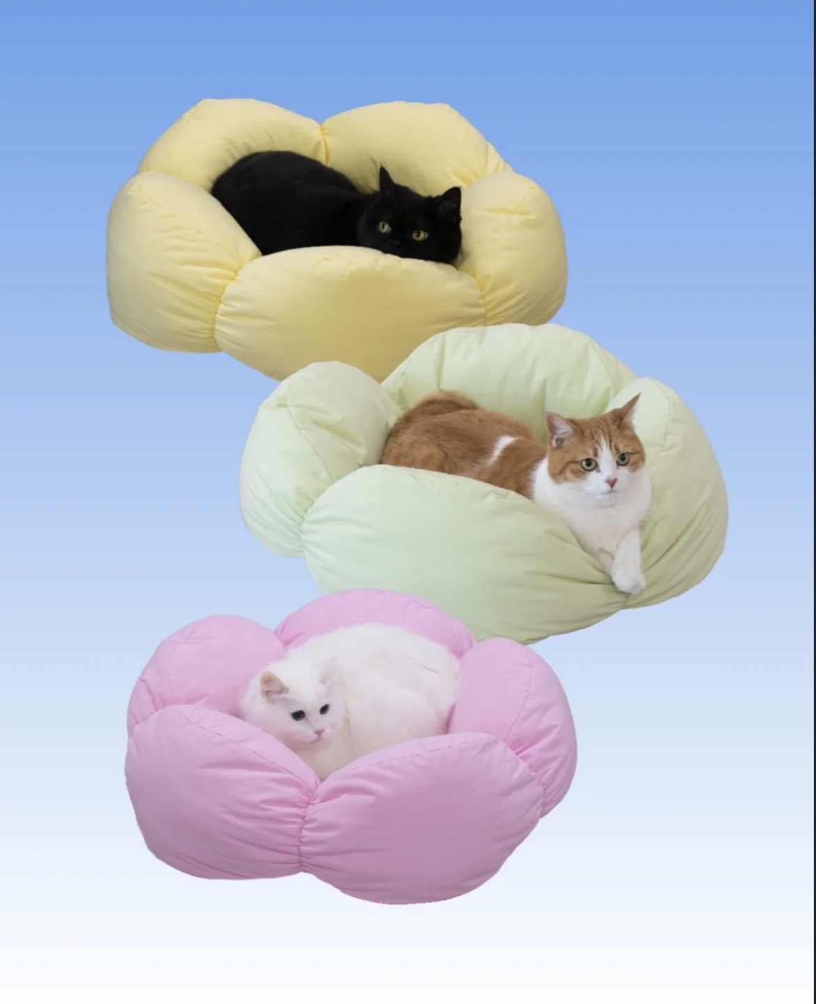 韓國🇰🇷Curvy Nest