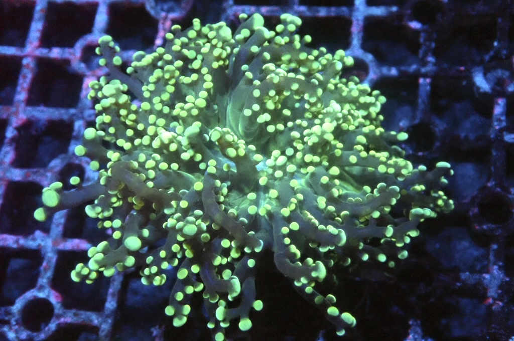 F14 啫喱（大約3吋）