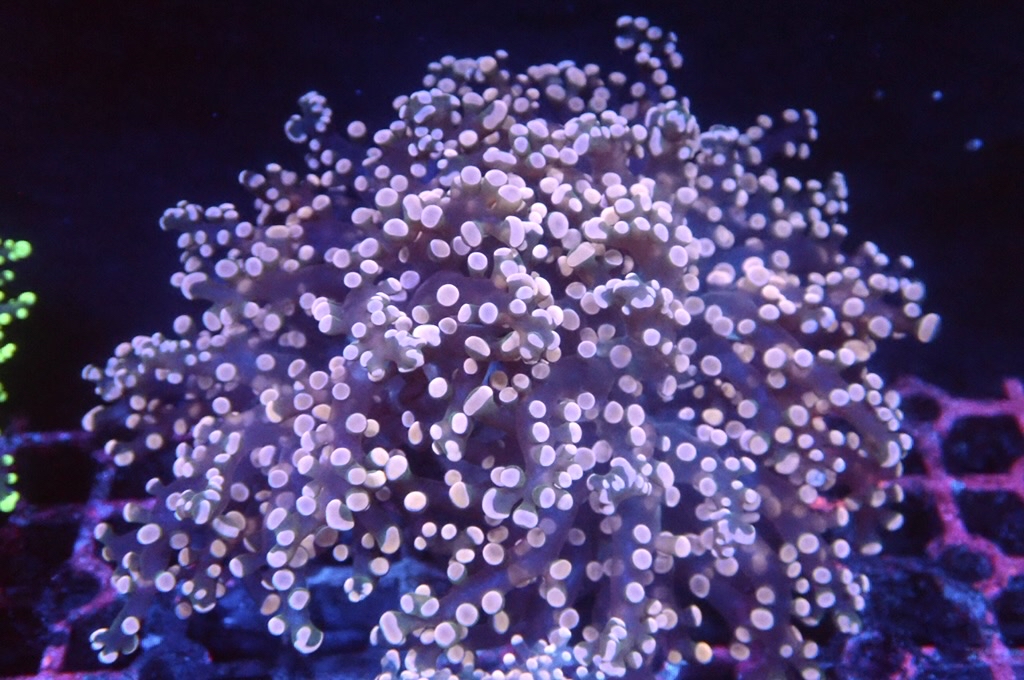 F16 啫喱 （開大約4.5吋）