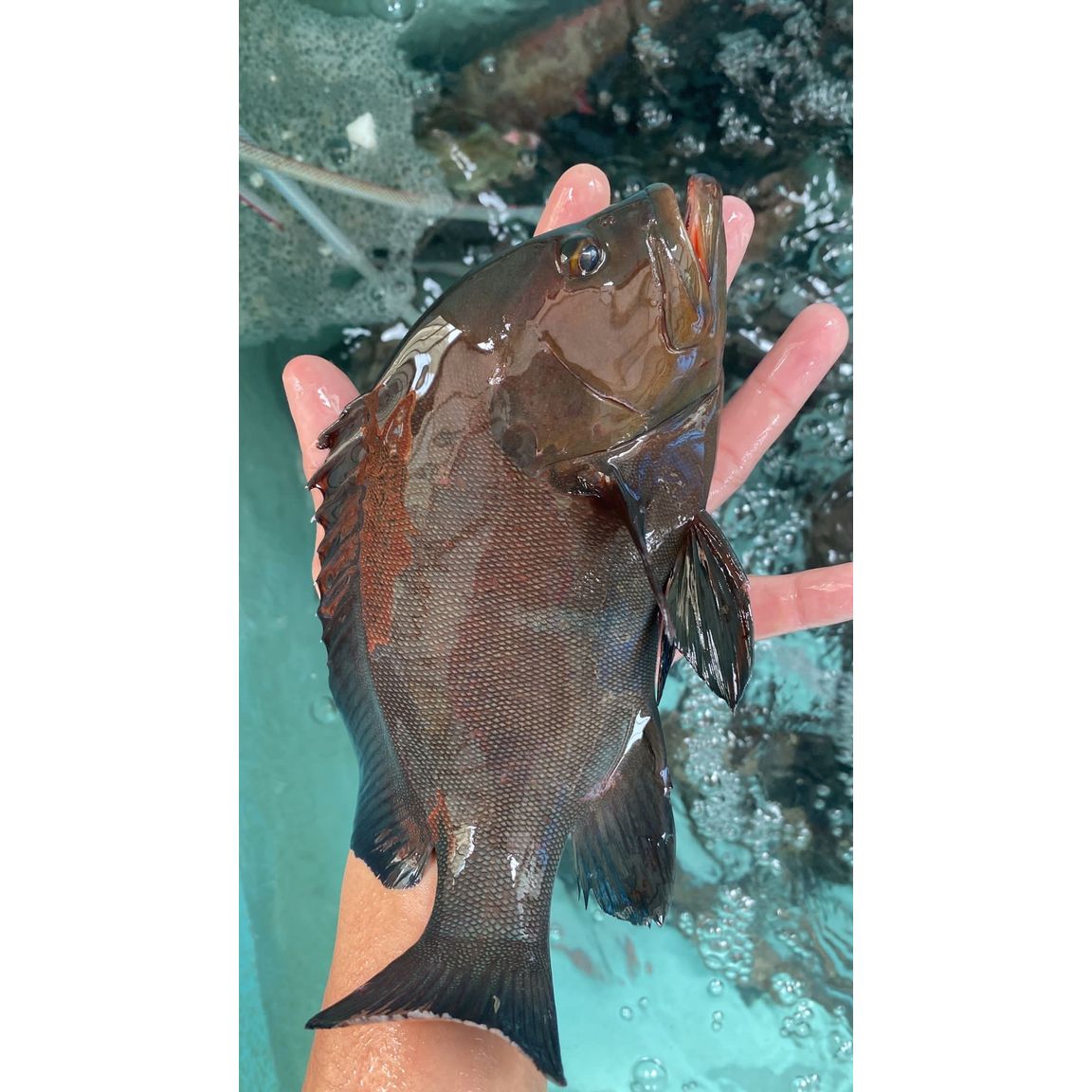 特價海黑瓜子斑