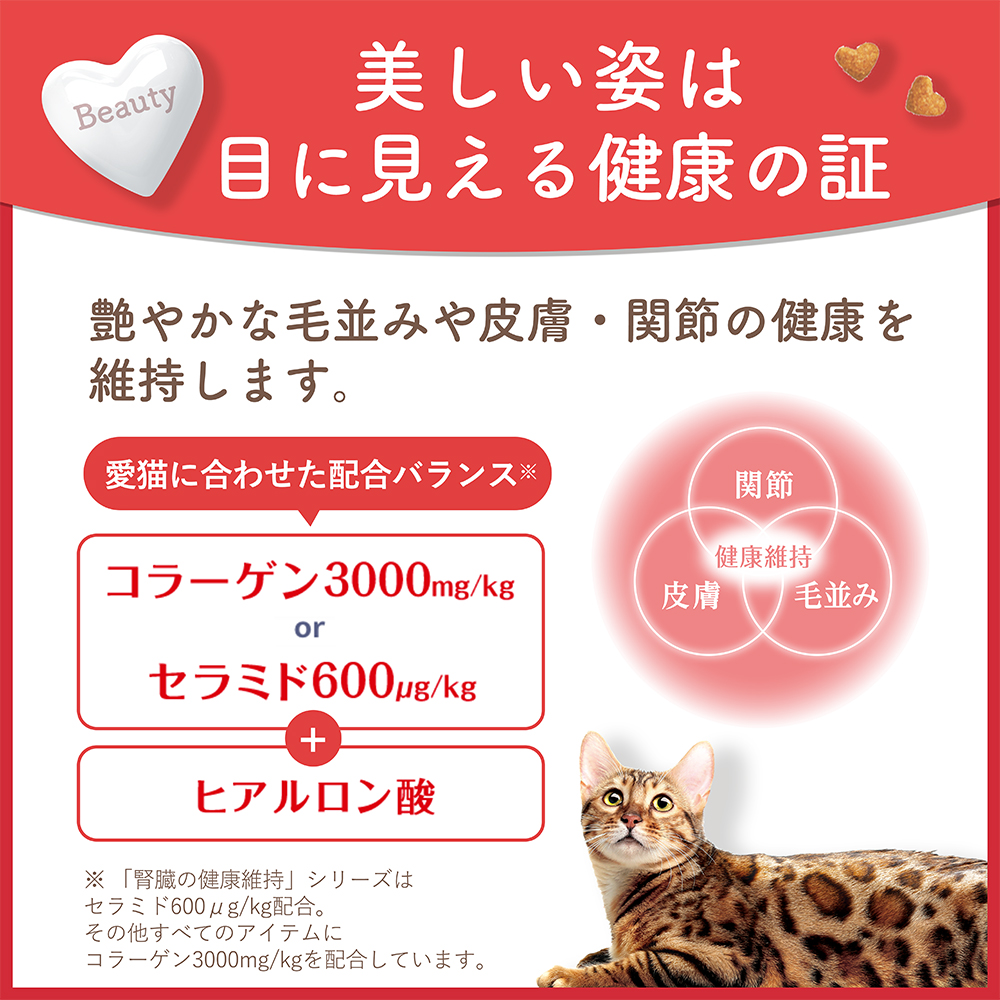 Beauty Pro 貓糧：呵護下泌尿道健康，1 歲以上全齡貓適用 1.4Kg