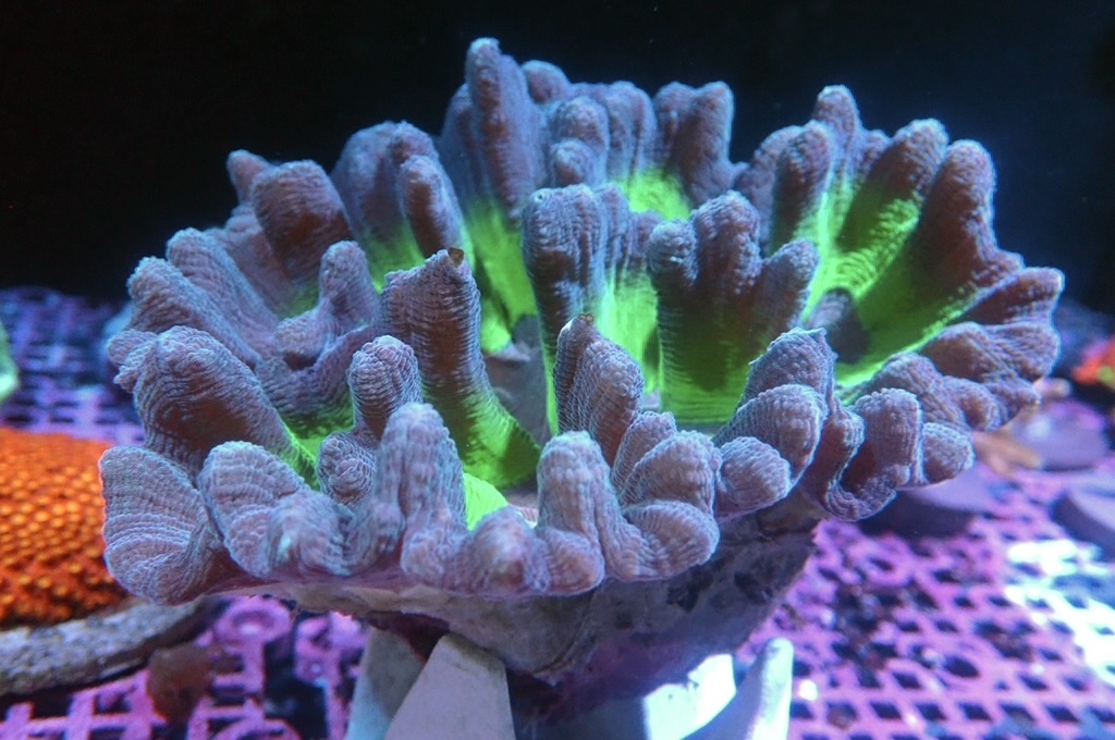 K15 雲片腦（大約5.吋）